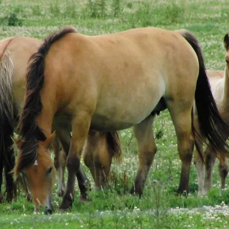 Ferienhaus Rando - Marquenterre Rue (Somme)